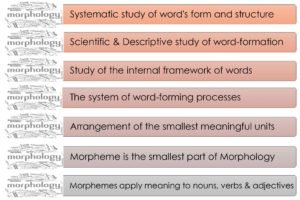 what is morphology